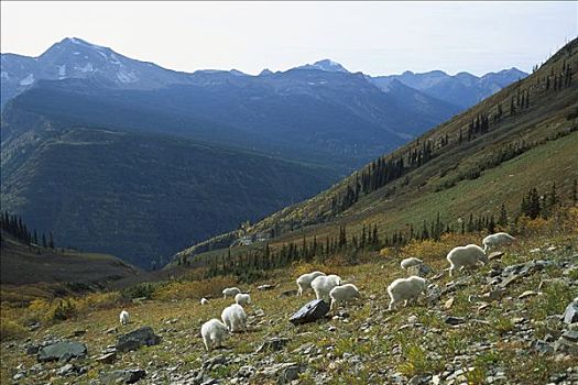 石山羊,雪羊,牧群,放牧,落基山脉,北美