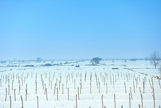 华北平原的雪景