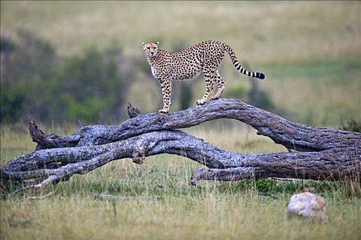 印度豹,猎豹,看,枯木,马赛马拉国家保护区,肯尼亚,东非