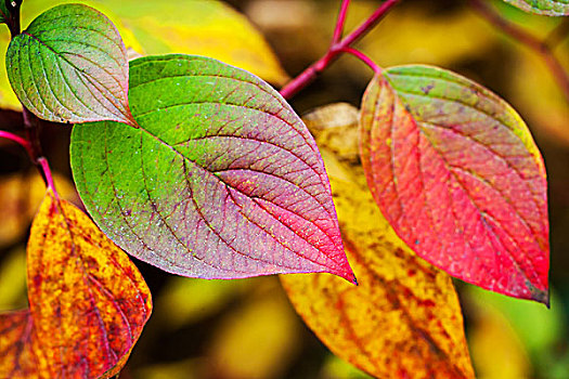秋天,自然,彩色,背景,鲜明,秋叶,特写,聚焦