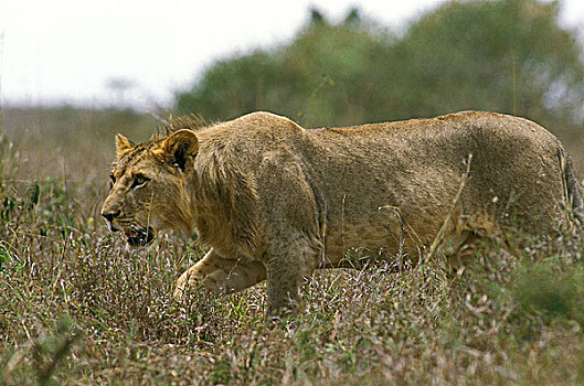 非洲,狮子,大型猫科动物,走,长,草,肯尼亚
