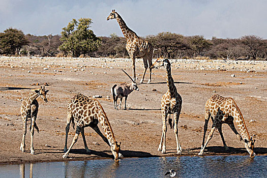 纳米比亚,埃托沙国家公园,长颈鹿,长角羚羊,水潭