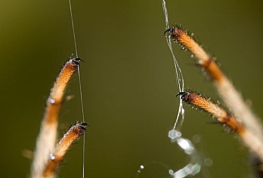 园蛛,十字园蛛,触须,控制,蜘蛛丝,蜘蛛网,英国
