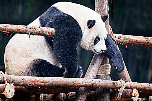 中国,四川,大熊猫,熊,休息,木质,成都,研究,饲养