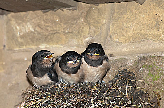 三个,幼禽类,鸟窝,诺森伯兰郡,英格兰