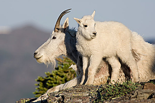 石山羊,雪羊,保姆,冰川国家公园,蒙大拿