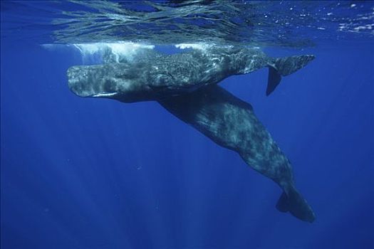抹香鲸,一对,水面,岛屿,日本