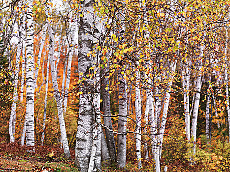 桦树,树,秋天,叶子,树林,公园,安大略省,加拿大,北美