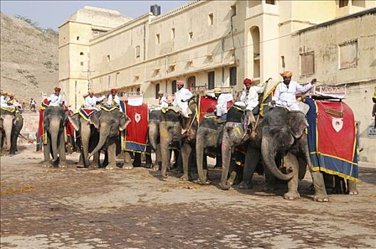 大象,琥珀宫,拉贾斯坦邦,北印度,亚洲
