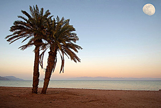 两个,棕榈树,海滩,月亮,红海,埃及,非洲
