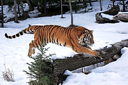 西伯利亚,虎,跳跃,雪,冬天,亚洲
