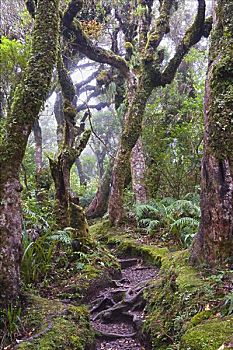 矮小,树林,艾格蒙特国家公园,北岛,新西兰