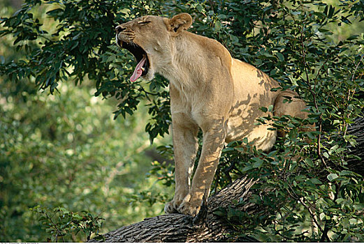 雌狮,树上,博茨瓦纳,非洲