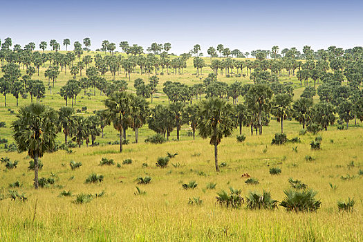 树,树林,乌干达