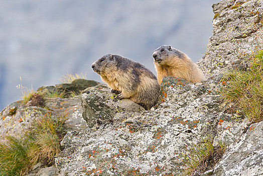 阿尔卑斯土拨鼠,旱獭,岩石上,国家公园,陶安,卡林西亚,奥地利,欧洲