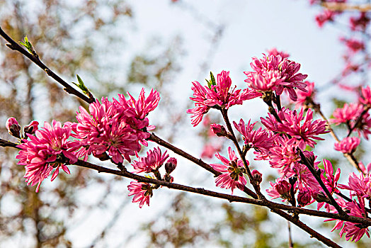 菊花桃花卉