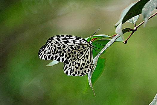 大帛斑蝶,蝴蝶,檀中埠廷国立公园,婆罗洲,印度尼西亚