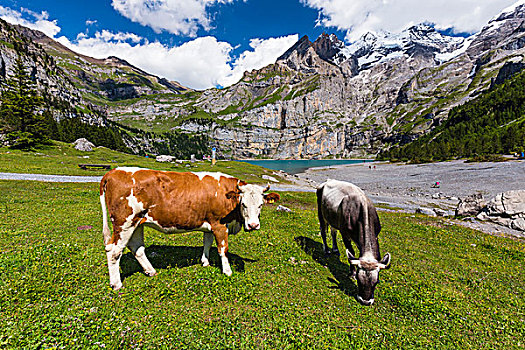 母牛,高山牧场,湖,风景,伯恩高地,伯恩,瑞士