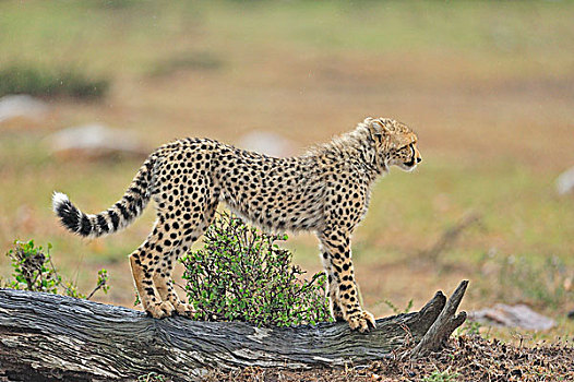 印度豹,猎豹,幼兽,马赛马拉国家保护区,肯尼亚,非洲