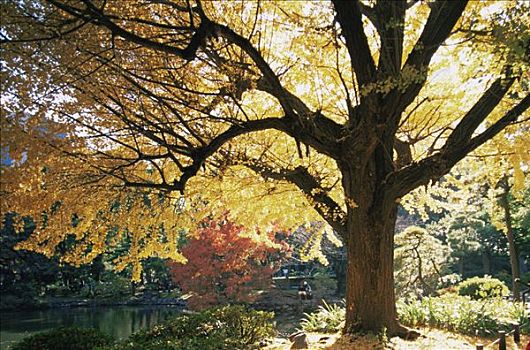 日本,东京,公园,银杏,树