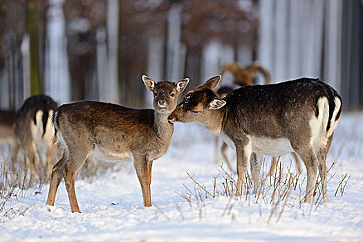 小鹿,黇鹿,雪中,巴伐利亚,德国,欧洲
