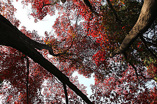 秋天红枫树