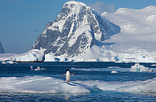 阿德利企鹅,南极
