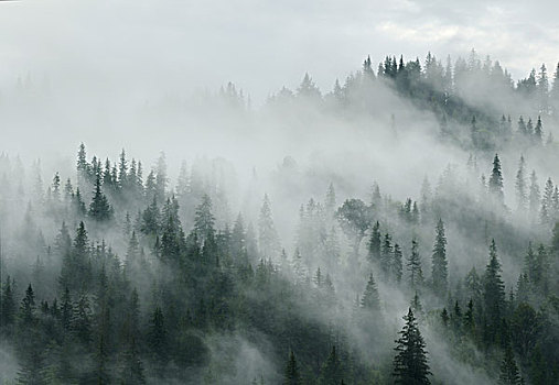 薄雾,上方,树林,区域,喀尔巴阡山脉地区,乌克兰