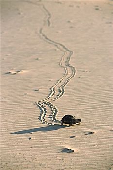 德克萨斯,龟,离开,波纹,沙子,泻湖,墨西哥