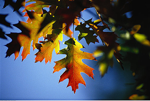 秋叶,维多利亚,不列颠哥伦比亚省,加拿大