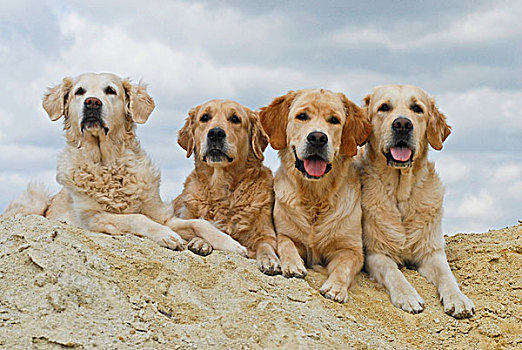 四个,金毛猎犬,躺着,沙丘