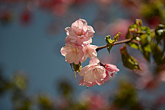 灿烂樱花