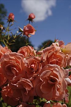 玫瑰花,中部地区,英格兰,欧洲