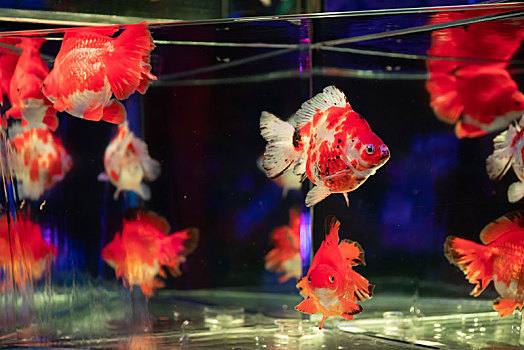 水族馆里的锦鲤鱼金鱼