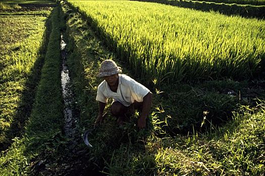 稻米,培育,巴厘岛,印度尼西亚