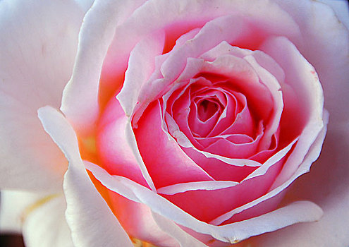 粉色,白色蔷薇,花
