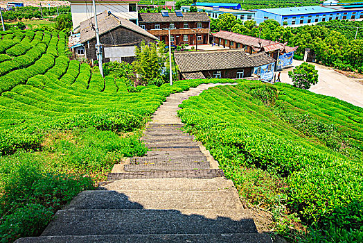 海曙,龙观,茶园,山,茶叶,茶山,亭子,台阶