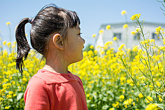 油菜花