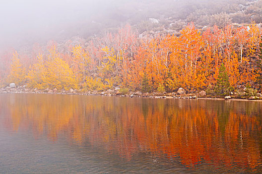 秋色,雾,北湖,印尤国家森林,内华达山脉,加利福尼亚,美国