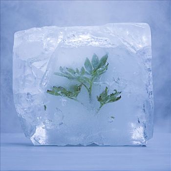 绿色植物,冰冻,坚实,冰块