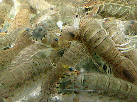 皮皮虾幼虫图片大全图片