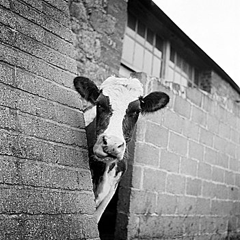 母牛,凝视,角,砖,农场,怀特岛,60年代,艺术家