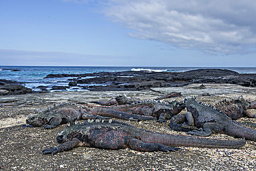 海鬣蜥,圣萨尔瓦多,岛屿,加拉帕戈斯群岛,厄瓜多尔,南美