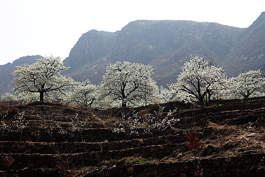 梨花,春天,开放,漫山遍野,梨园,洁白,生机勃勃,希望,山区,山坡