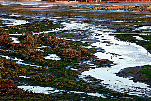 北戴河鸽子窝湿地