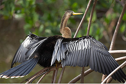 美洲蛇鸟,国家野生动植物保护区,萨尼伯尔岛,佛罗里达