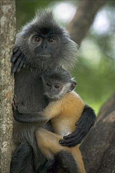 叶子,猴子,女性,拿着,幼兽,雪兰莪州,自然保护区,马来西亚