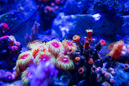 水族箱,珊瑚
