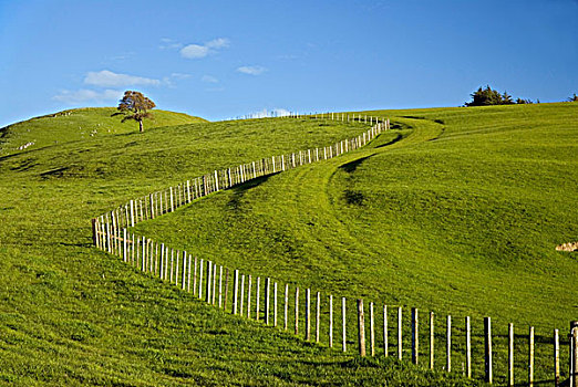 绿色,农田,树,栅栏,靠近,南方,局部,北方,岛屿,新,西兰岛