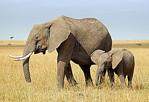 非洲,大象,幼兽,马赛马拉,肯尼亚